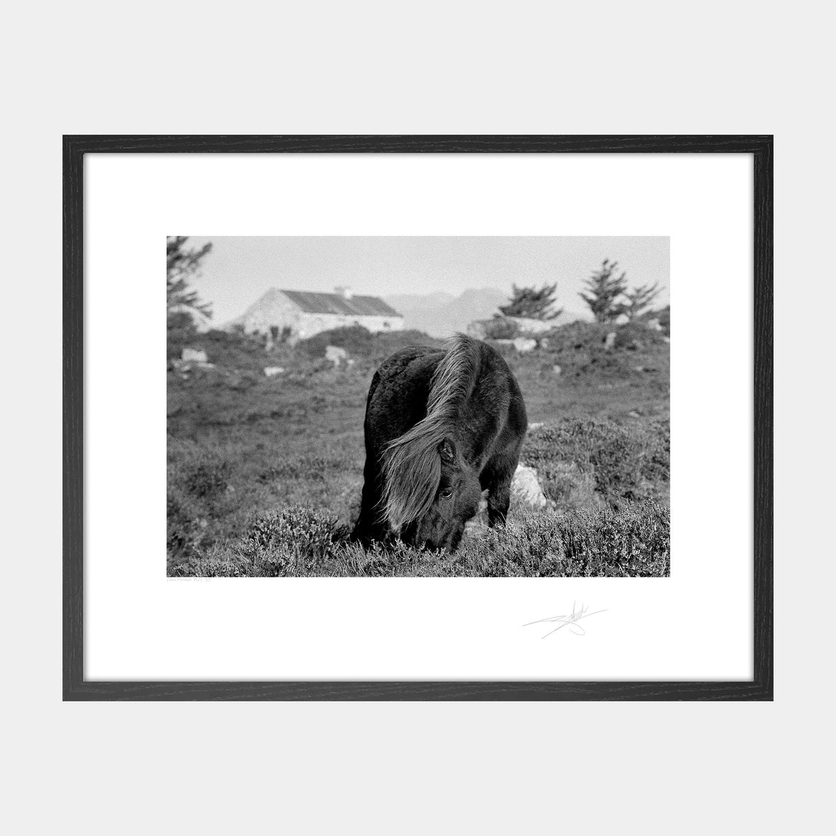 Connemara pony '97 Ireland