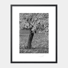 Load image into Gallery viewer, Twisted Tree Dublin &#39;88 Ireland