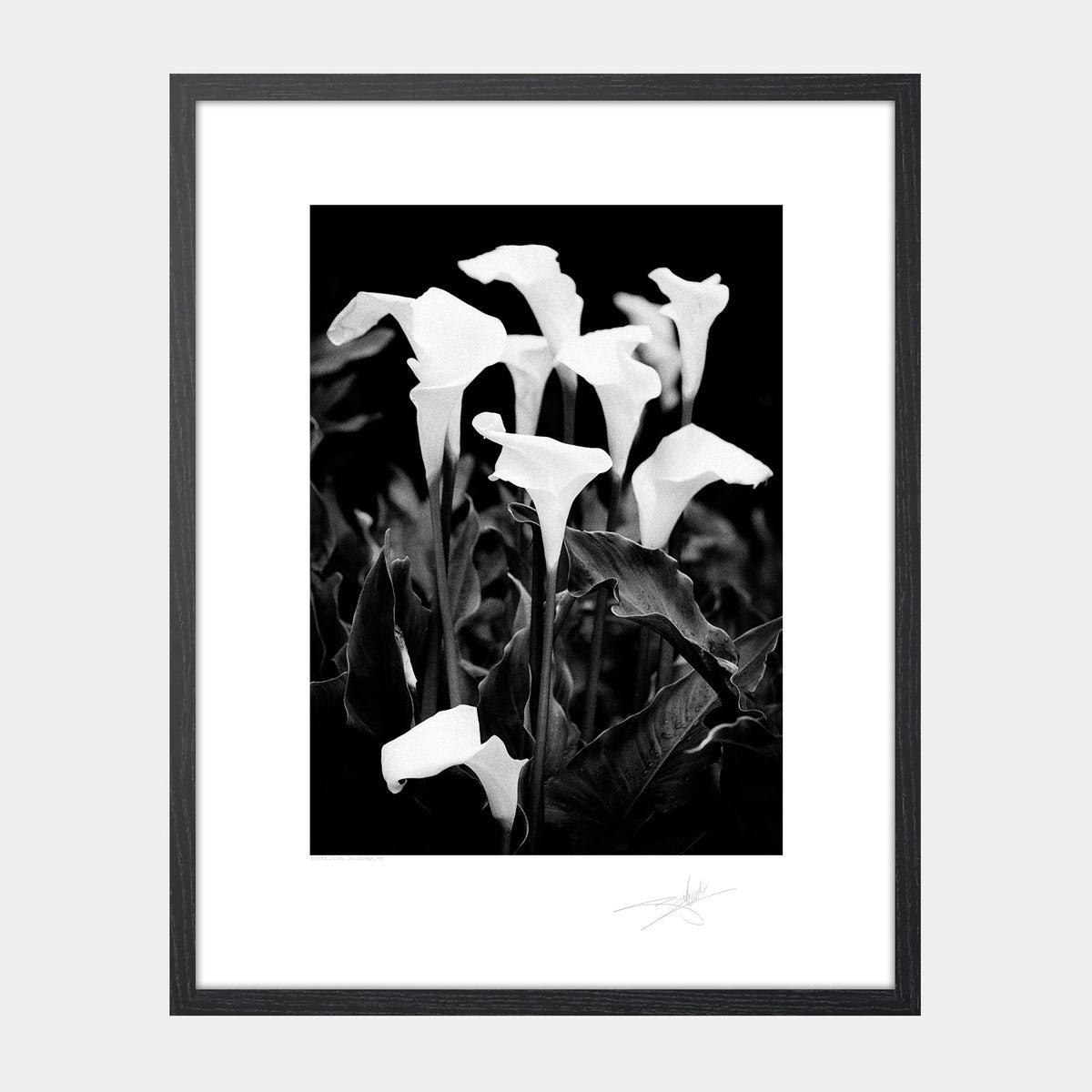 Easter lilies, Connemara '99 Ireland Flowers