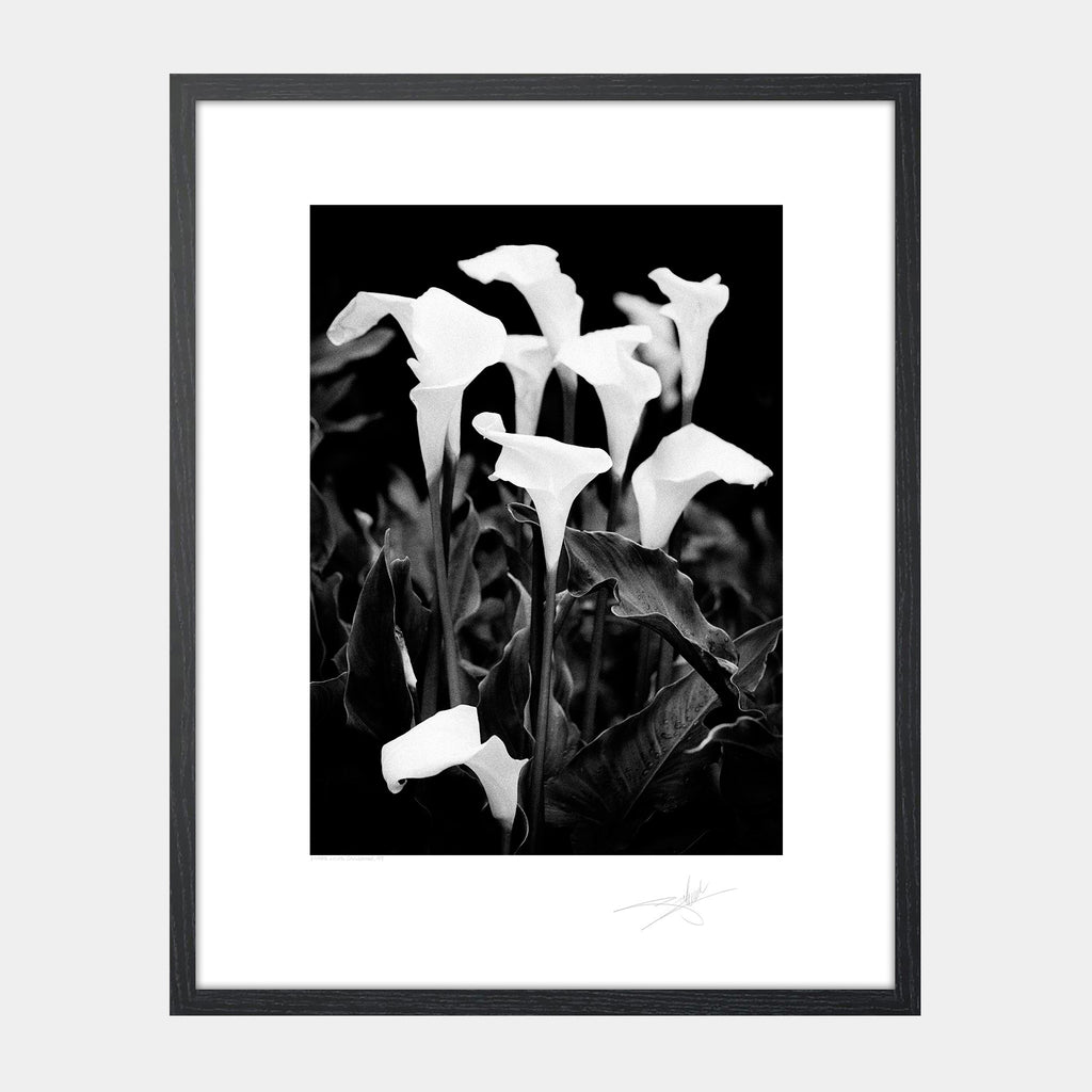 Easter lilies, Connemara '99 Ireland Flowers