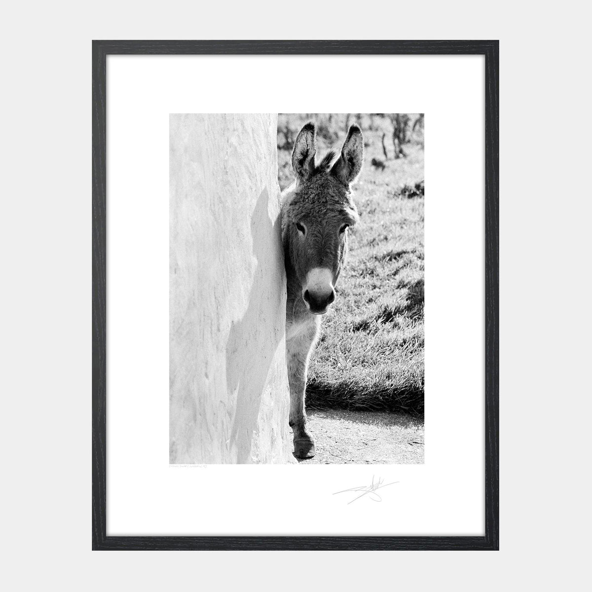 Curious Donkey Galway Ireland