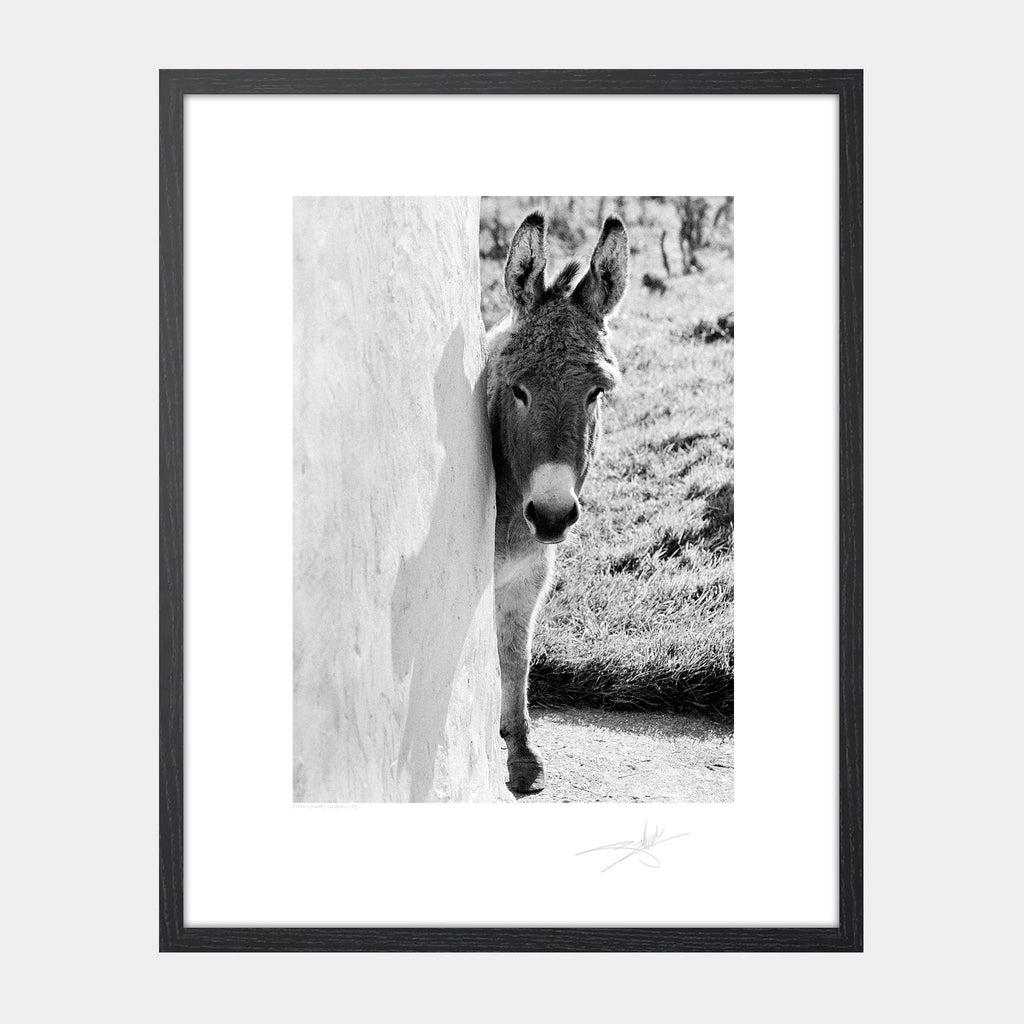 Curious Donkey Galway Ireland