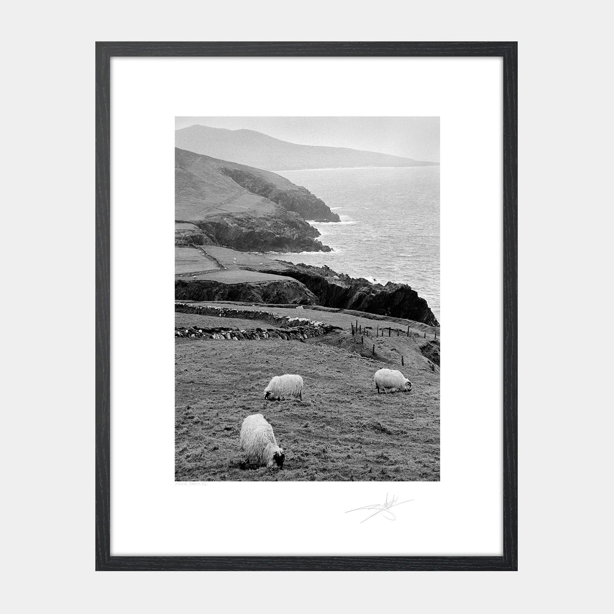 Dingle Sheep Kerry '94 Ireland