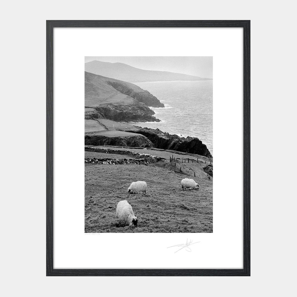 Dingle Sheep Kerry '94 Ireland