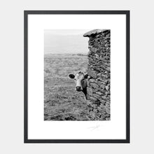 Load image into Gallery viewer, Curios Cow Ireland Valentia Island 