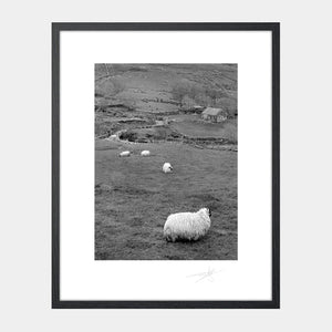 Kerry Sheep '88