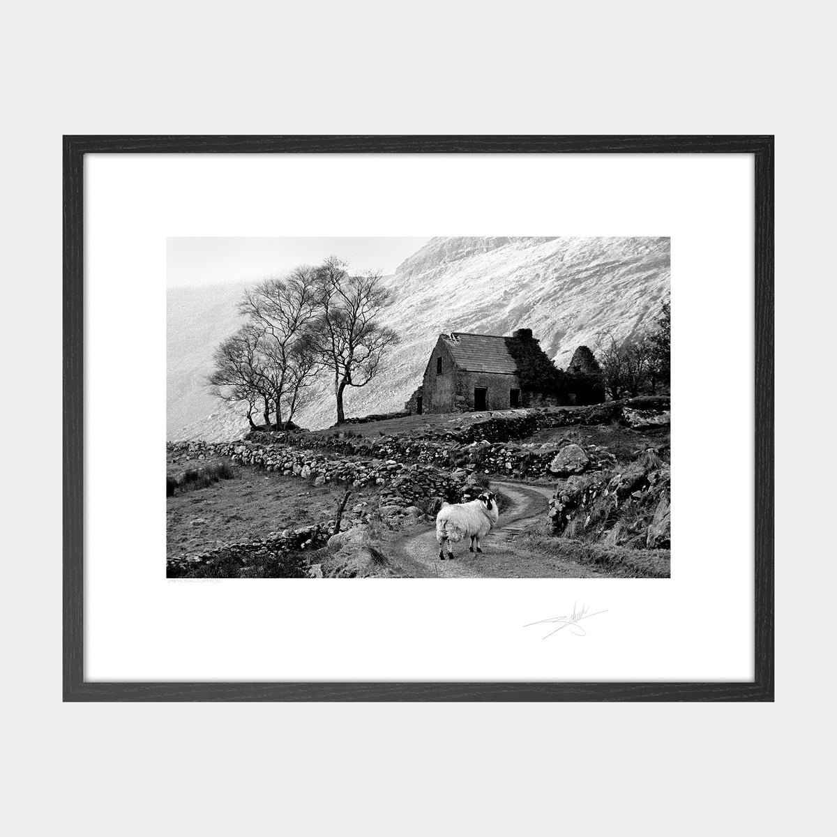 Sheeps Trees '94 Kerry Ireland