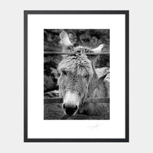 Load image into Gallery viewer, Donkey Aran Islands Ireland &#39;91