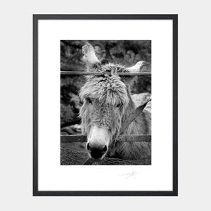 Donkey Aran Islands Ireland '91