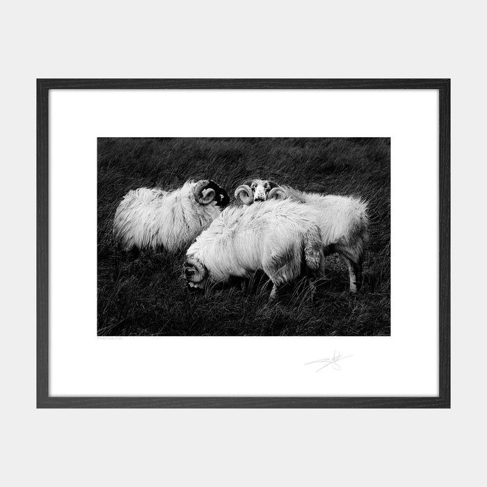 Kerry Sheep '88 Ireland