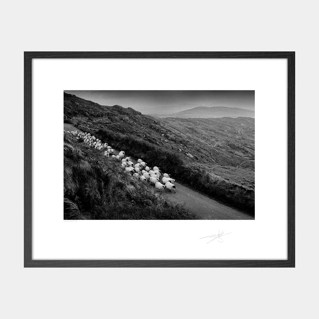 Kerry sheep '98 Herd of sheep Ireland