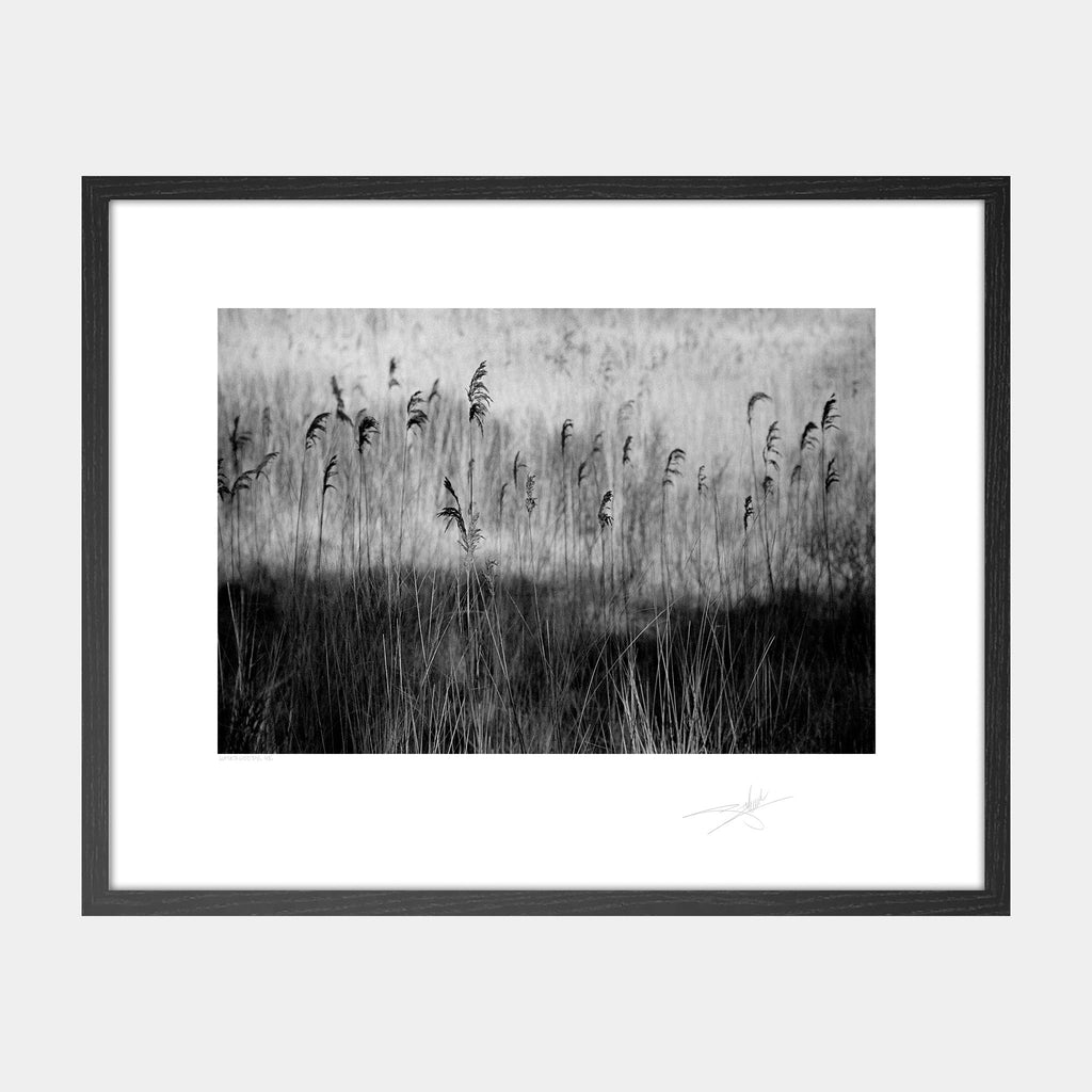 Waterweeds '98 Ireland