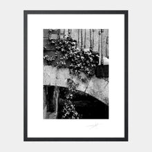 Load image into Gallery viewer, Hanging Ivy &#39;88 Ireland