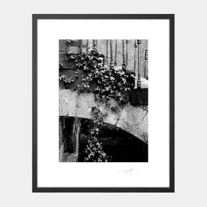 Hanging Ivy '88 Ireland