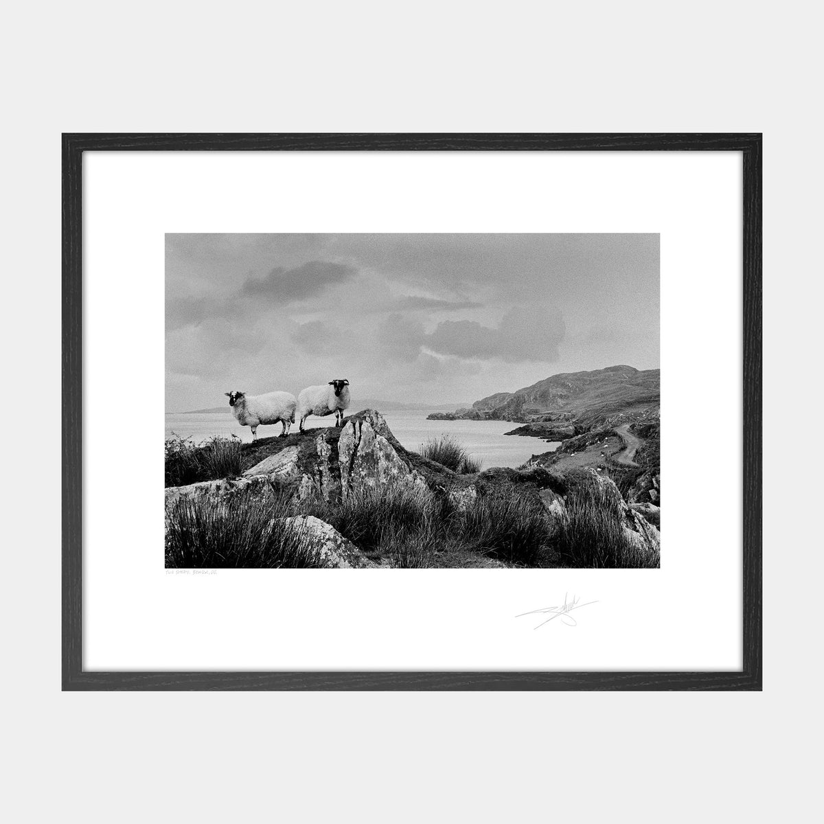 Two Sheep Beara Peninsula Kerry Ireland