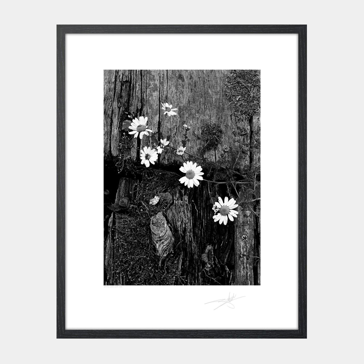 Daisy West Cork '88 Ireland