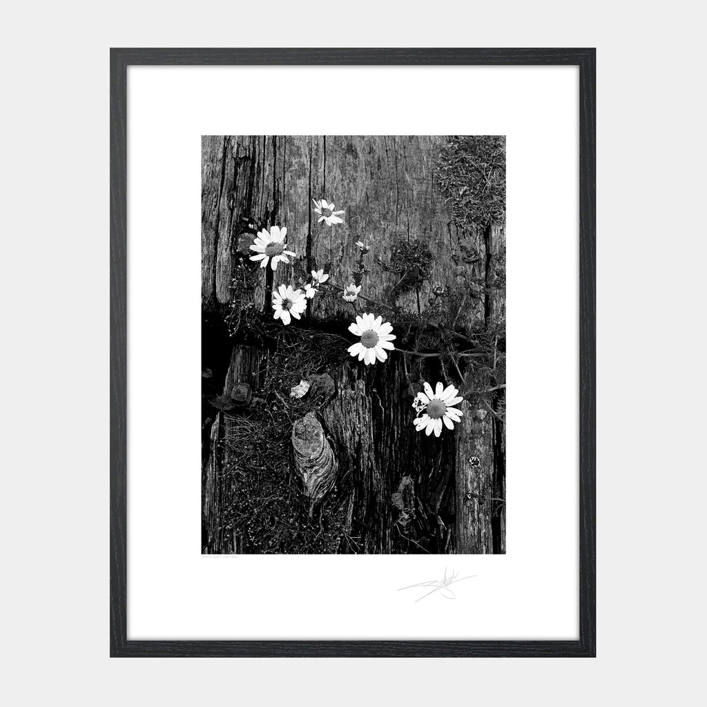 Daisy West Cork '88 Ireland