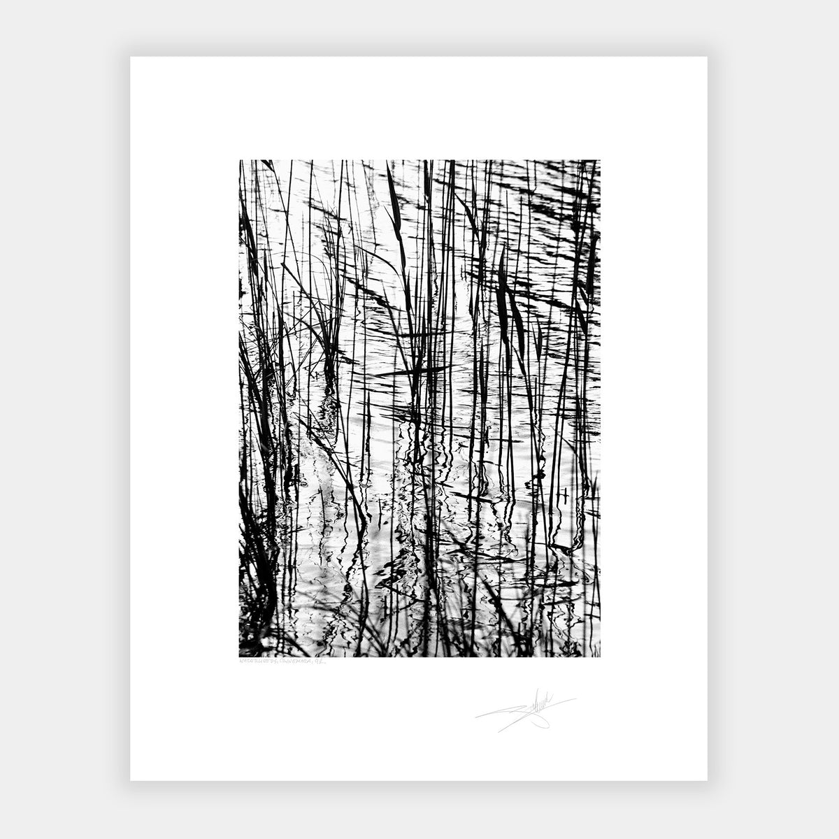 Water Reeds Connemara '92 Ireland