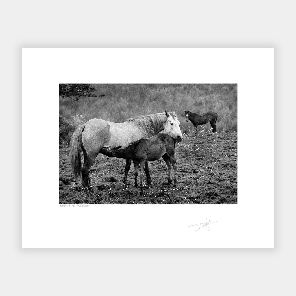 Horse & Foal Connemara '97 Ireland