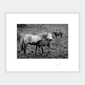 Horse & Foal Connemara '97 Ireland 