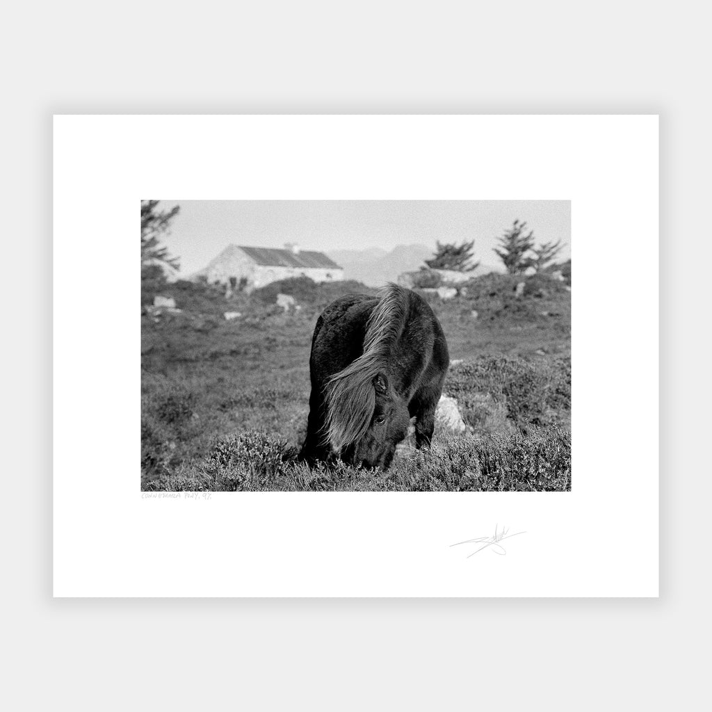 Connemara Pony '97 Ireland