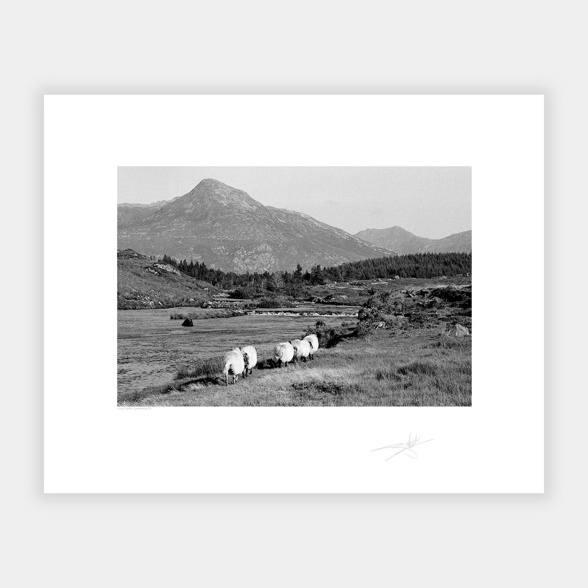 Sheep Connemara '97 Ireland