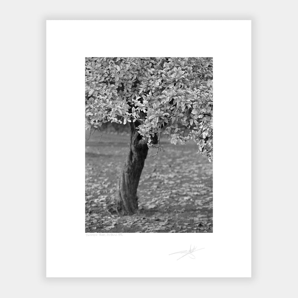 Twisted Tree Dublin '88 Ireland