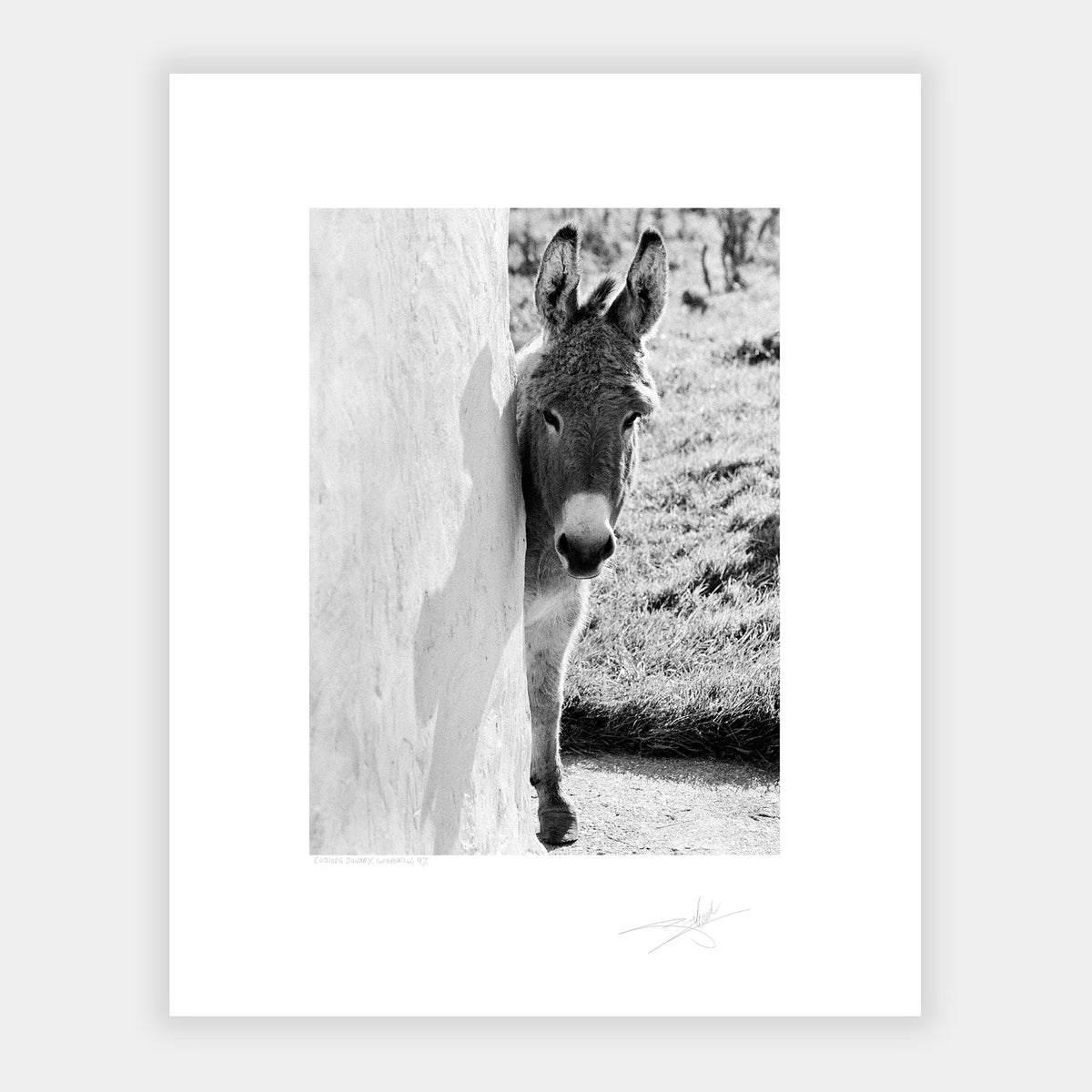 Curious Donkey Galway Ireland