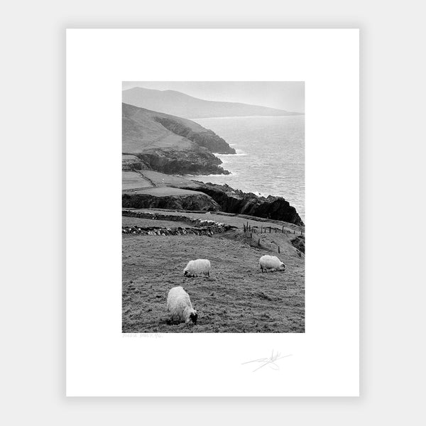 Dingle Sheep Kerry '94 Ireland
