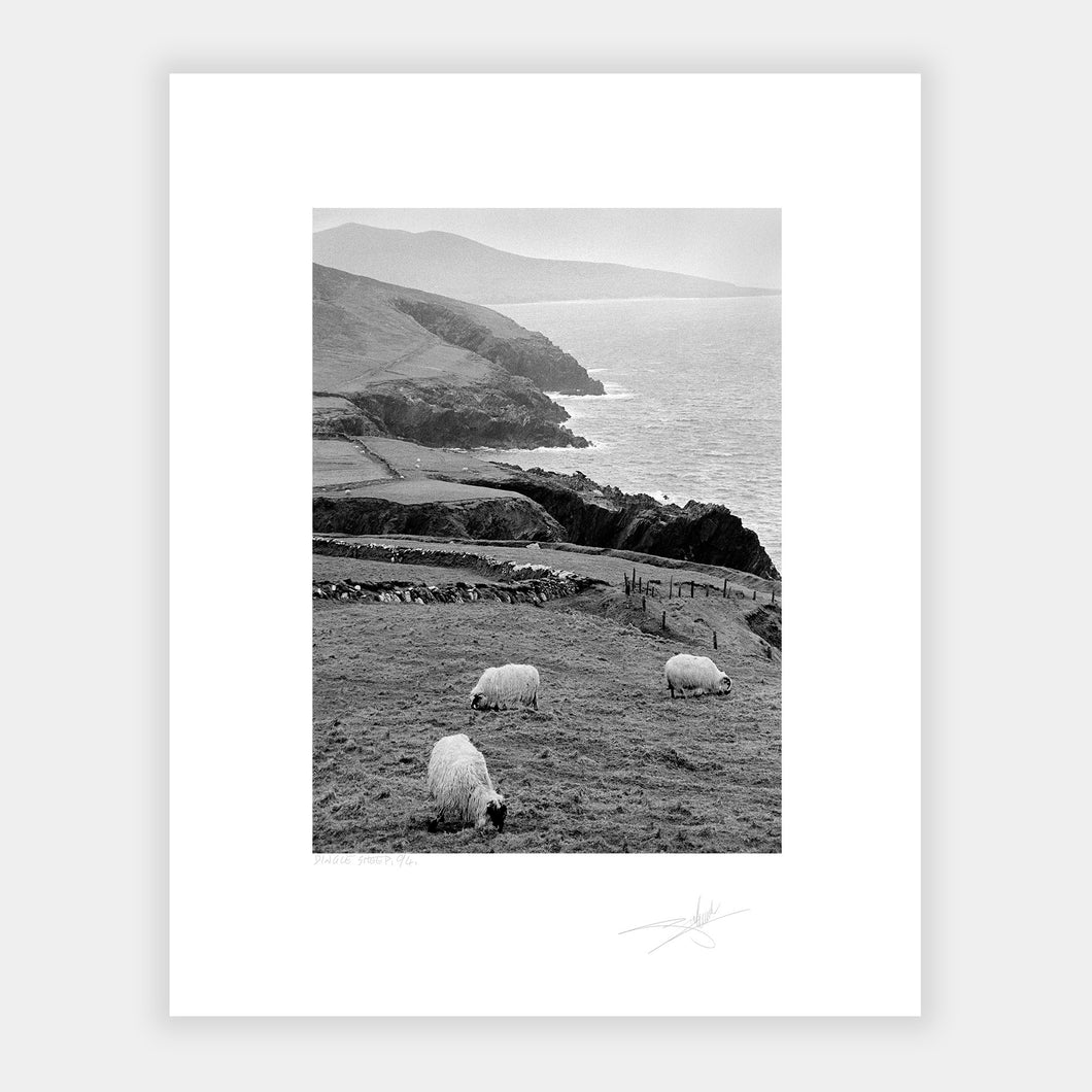 Dingle Sheep Kerry '94 Ireland