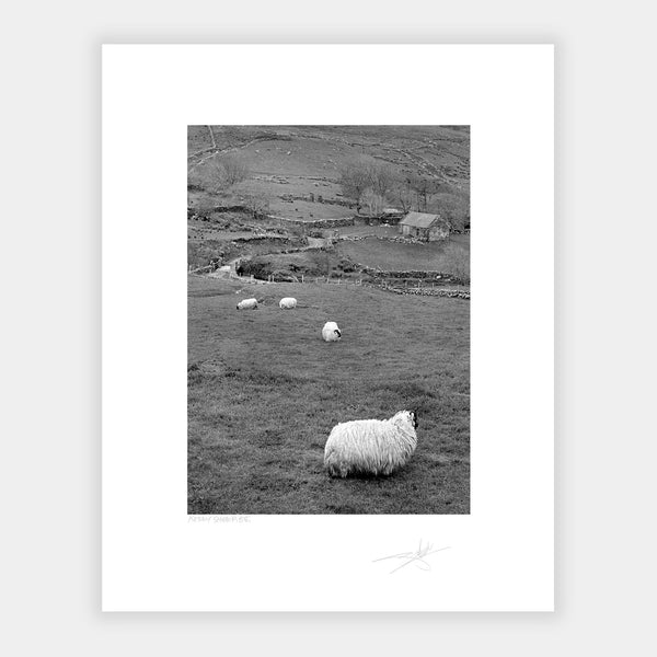 Kerry Sheep '88