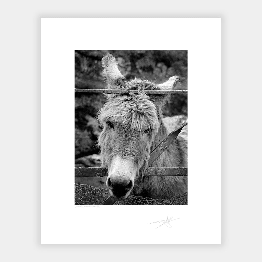 Donkey Aran Islands Ireland '91