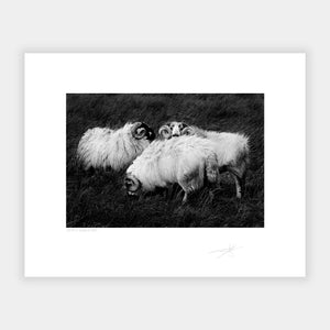Kerry Sheep '88 Ireland