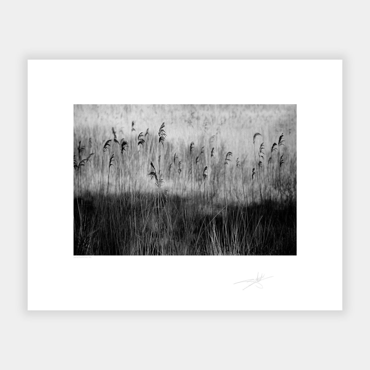 Waterweeds '98 Ireland