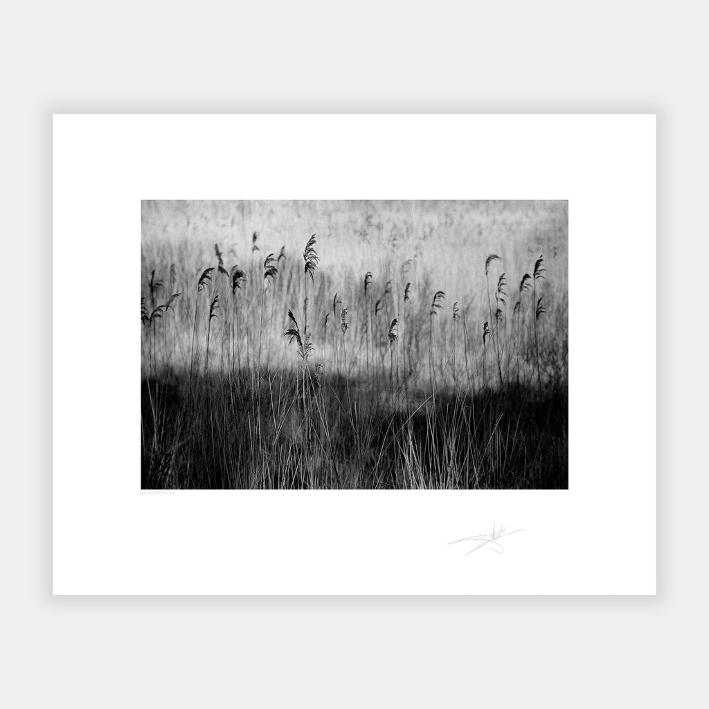 Waterweeds '98 Ireland