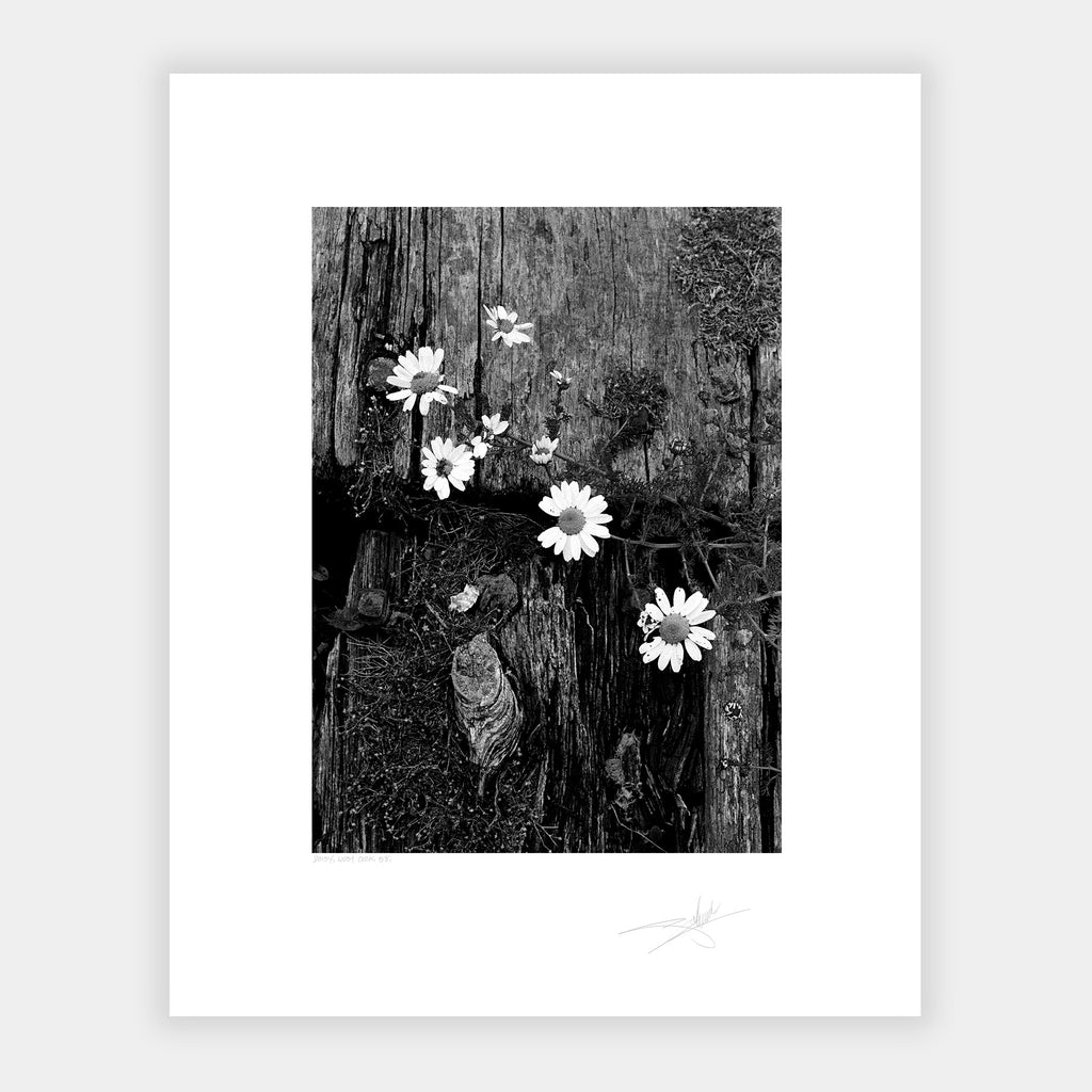 Daisy West Cork '88 Ireland