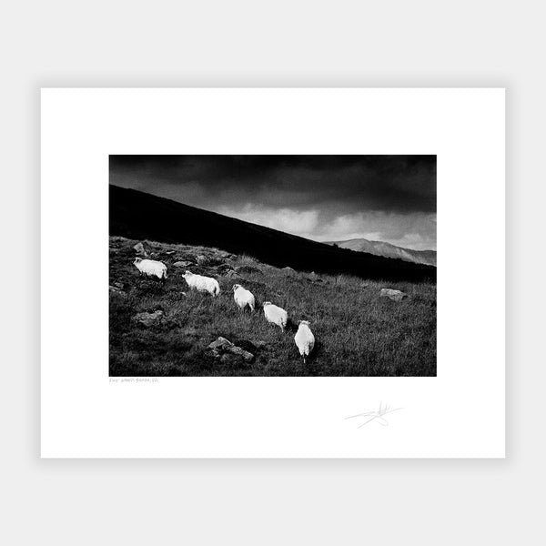 Five Sheep Beara Peninsula Kerry Ireland