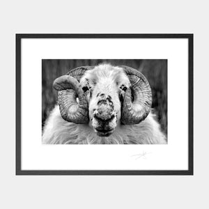Dingle Sheep