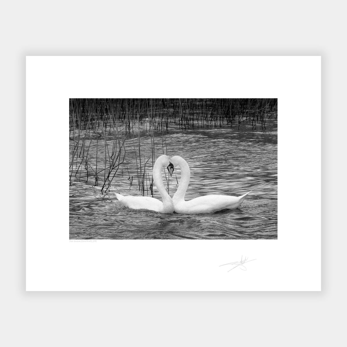 Two Swans