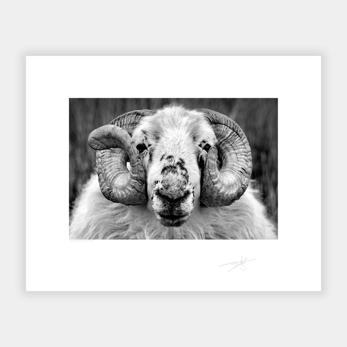 Dingle Sheep