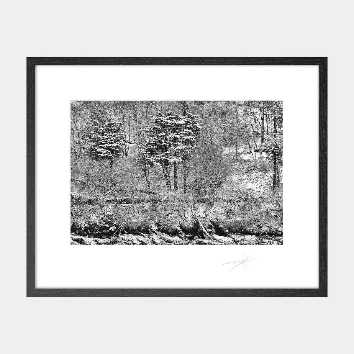 Kinsale trees under snow 2018