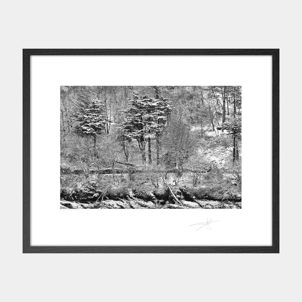 Kinsale trees under snow 2018