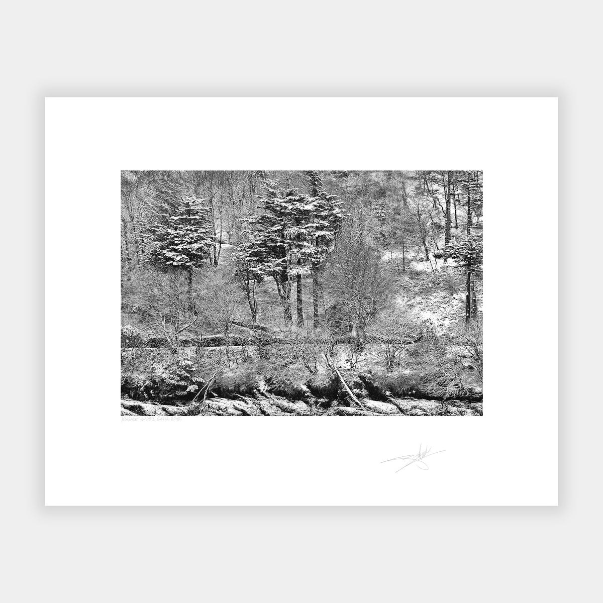 Kinsale under snow trees under snow 2018