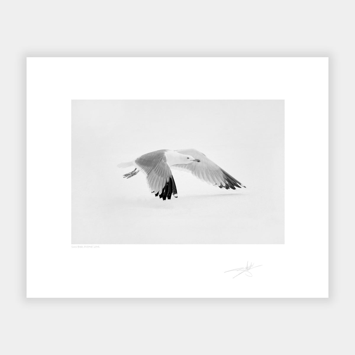 Snow bird Kinsale under snow Ireland 2018