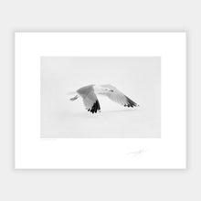 Load image into Gallery viewer, Snow bird Kinsale under snow Ireland 2018