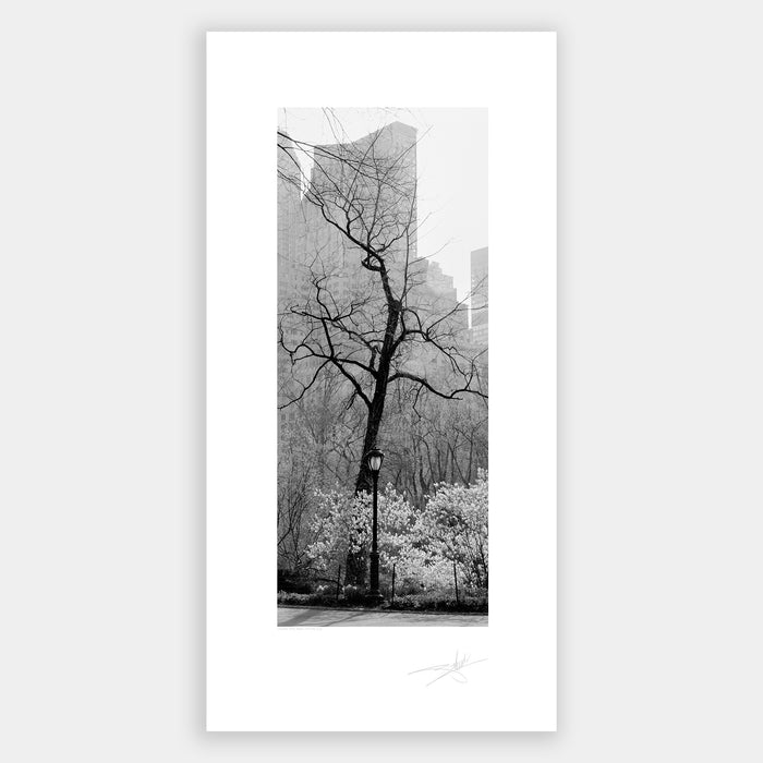 Central Park Tree