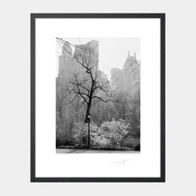 Load image into Gallery viewer, Central Park Trees