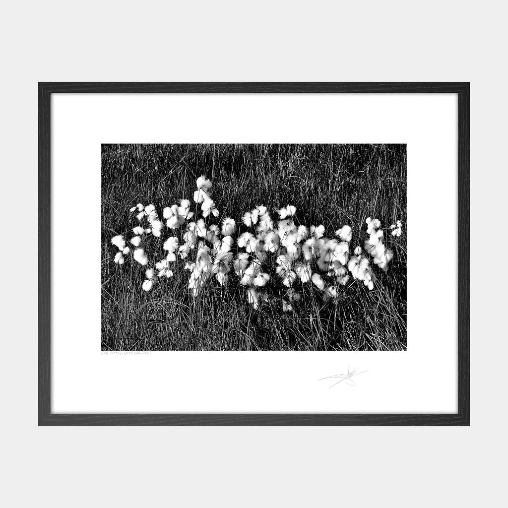 Bog Cotton