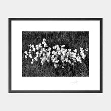 Load image into Gallery viewer, Bog Cotton