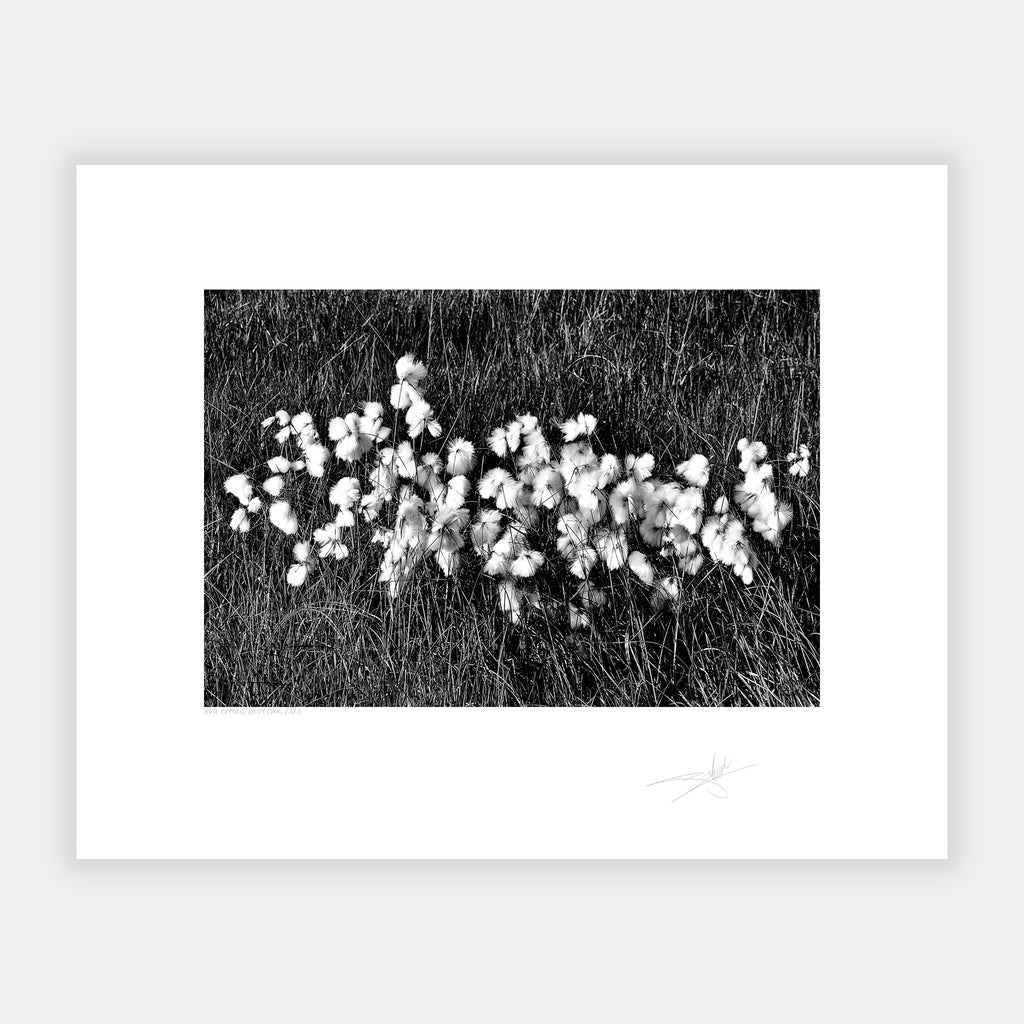 Bog Cotton